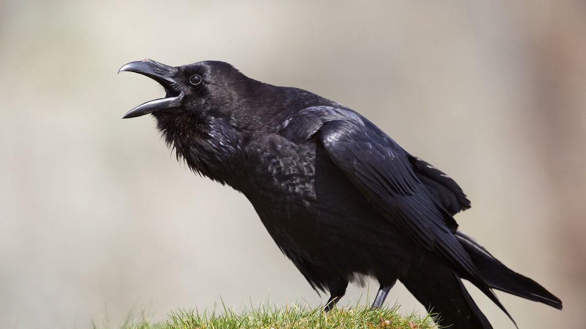 Profesyonel Bir Avcı Olan Kuzgunlar Hakkında Duyunca Şaşıracağınız 11 Enteresan Bilgi