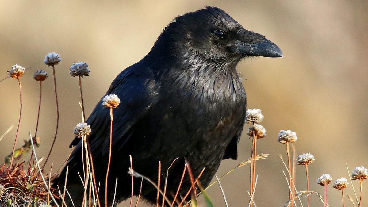 Profesyonel Bir Avcı Olan Kuzgunlar Hakkında Duyunca Şaşıracağınız 11 Enteresan Bilgi