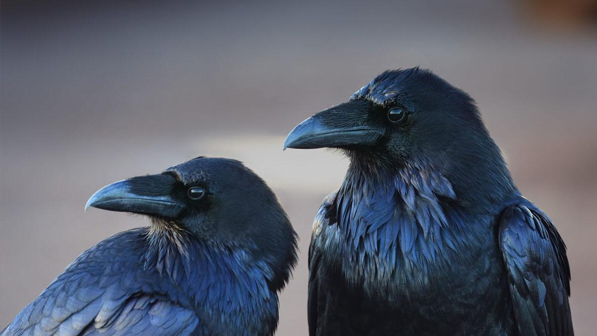 Profesyonel Bir Avcı Olan Kuzgunlar Hakkında Duyunca Şaşıracağınız 11 Enteresan Bilgi