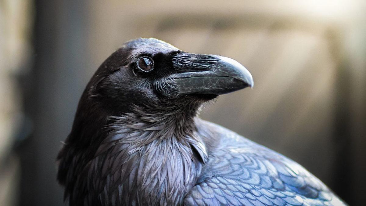 Profesyonel Bir Avcı Olan Kuzgunlar Hakkında Duyunca Şaşıracağınız 11 Enteresan Bilgi