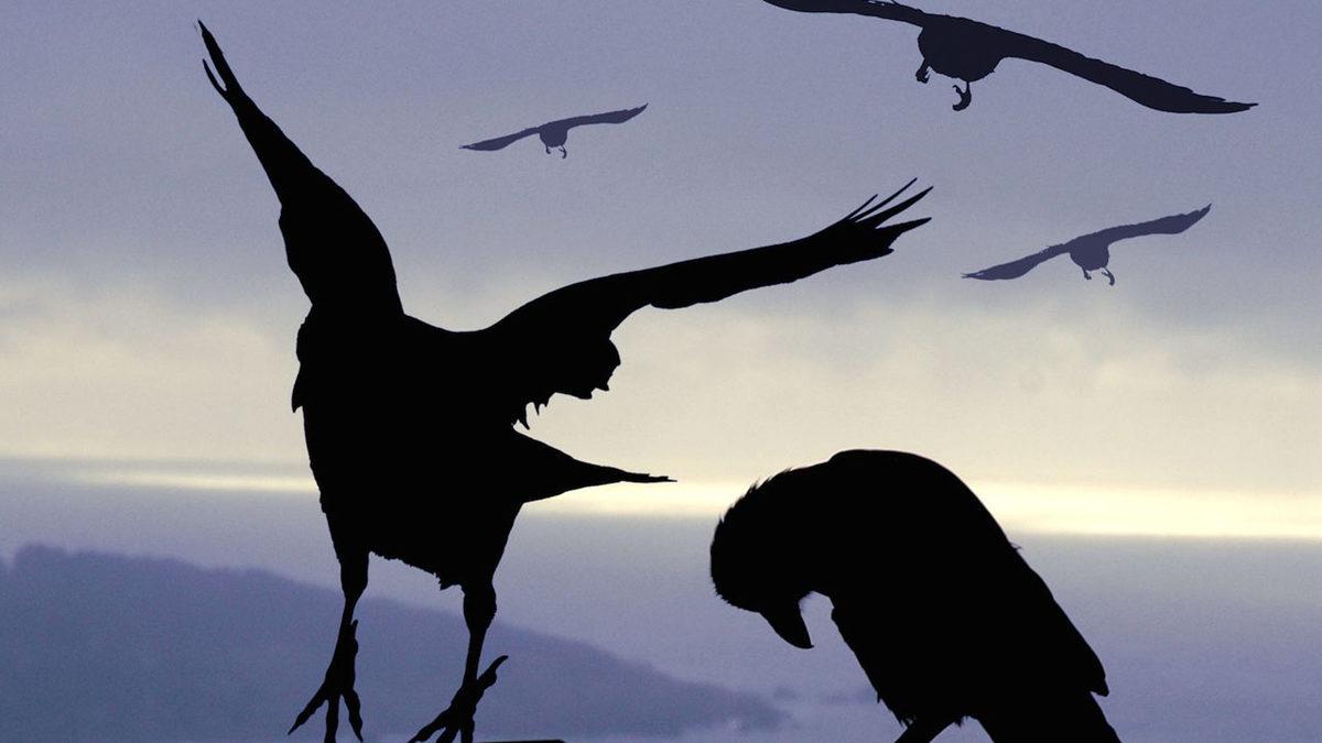 Profesyonel Bir Avcı Olan Kuzgunlar Hakkında Duyunca Şaşıracağınız 11 Enteresan Bilgi