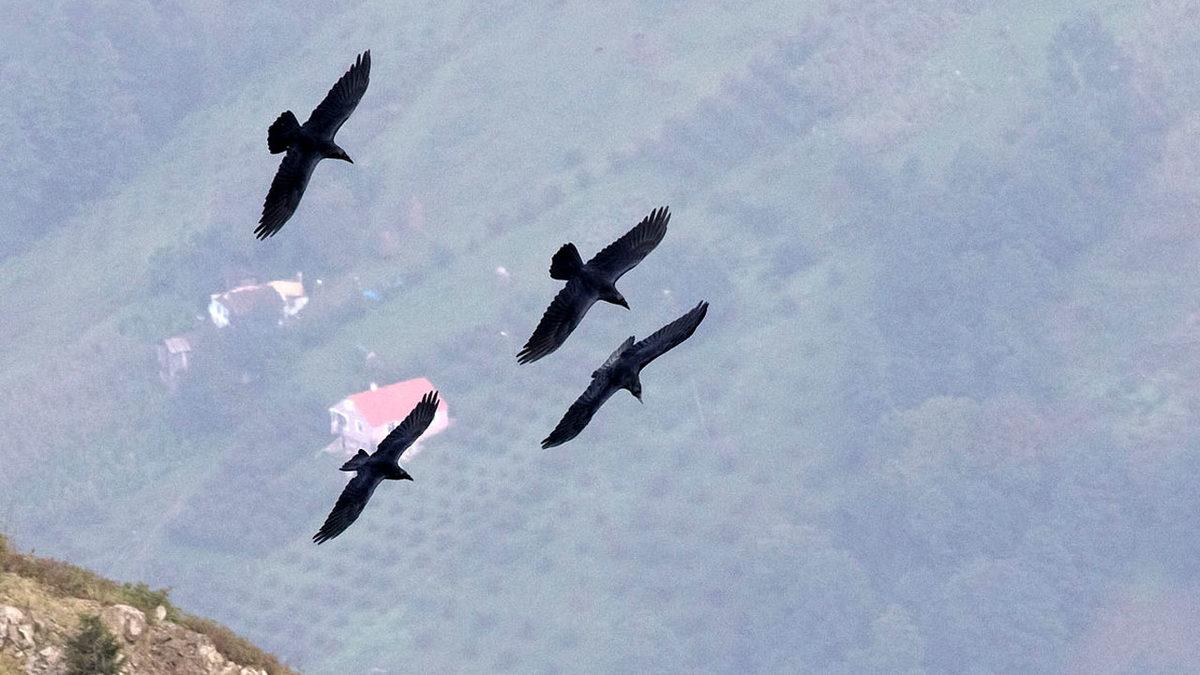 Profesyonel Bir Avcı Olan Kuzgunlar Hakkında Duyunca Şaşıracağınız 11 Enteresan Bilgi