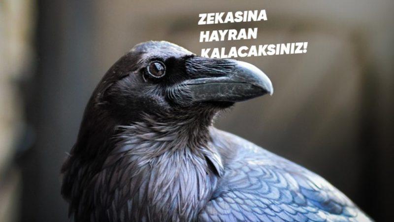 Profesyonel Bir Avcı Olan Kuzgunlar Hakkında Duyunca Şaşıracağınız 11 Enteresan Bilgi