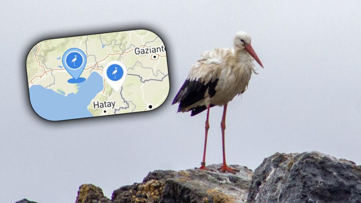 Almanya’dan Yola Çıkıp Adana’da ’Kaybolan’ Leylek Jonas’tan Yeniden Sinyal Alındı (Türkiye’den Çok Uzaklarda...)