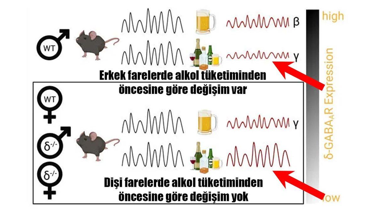 Alkollü İçeceklerin Kadın ve Erkek Beynini Aynı Şekilde Etkilemediği Ortaya Çıktı