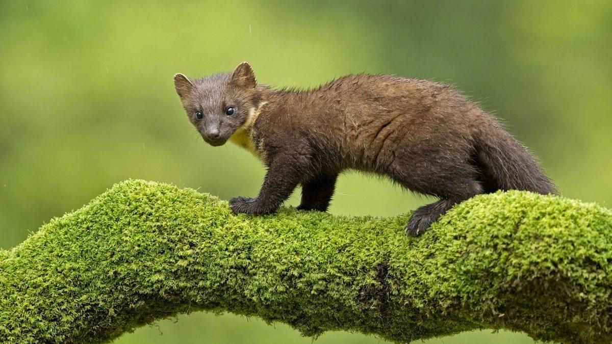 Küçük Boyuna Rağmen Oldukça Yırtıcı Olan Sansarlar Hakkında 10 İlginç Bilgi