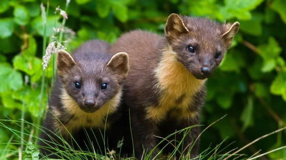 Küçük Boyuna Rağmen Oldukça Yırtıcı Olan Sansarlar Hakkında 10 İlginç Bilgi