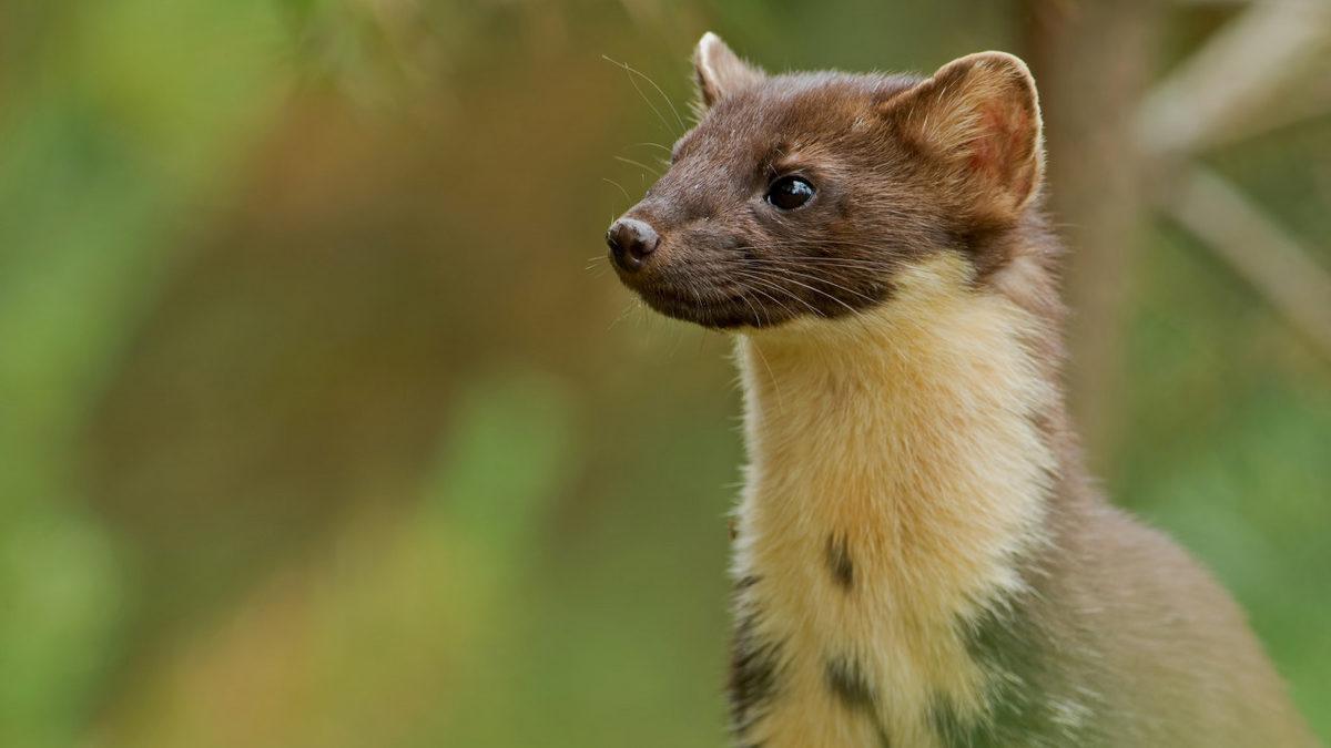 Küçük Boyuna Rağmen Oldukça Yırtıcı Olan Sansarlar Hakkında 10 İlginç Bilgi