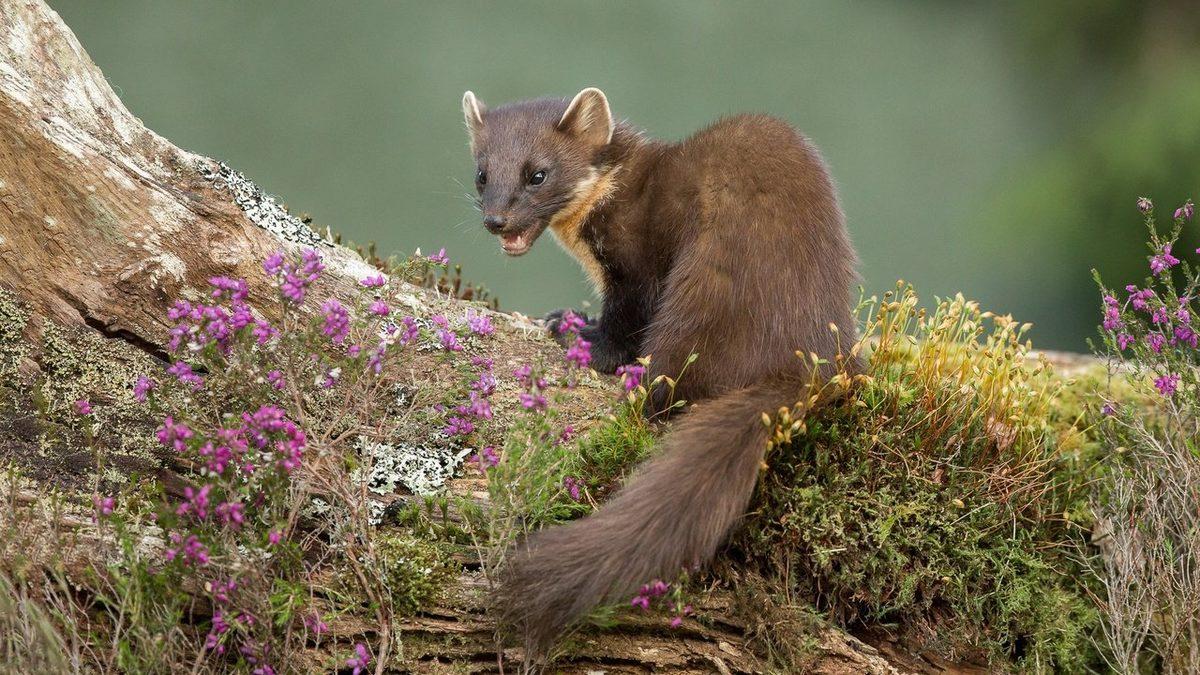 Küçük Boyuna Rağmen Oldukça Yırtıcı Olan Sansarlar Hakkında 10 İlginç Bilgi