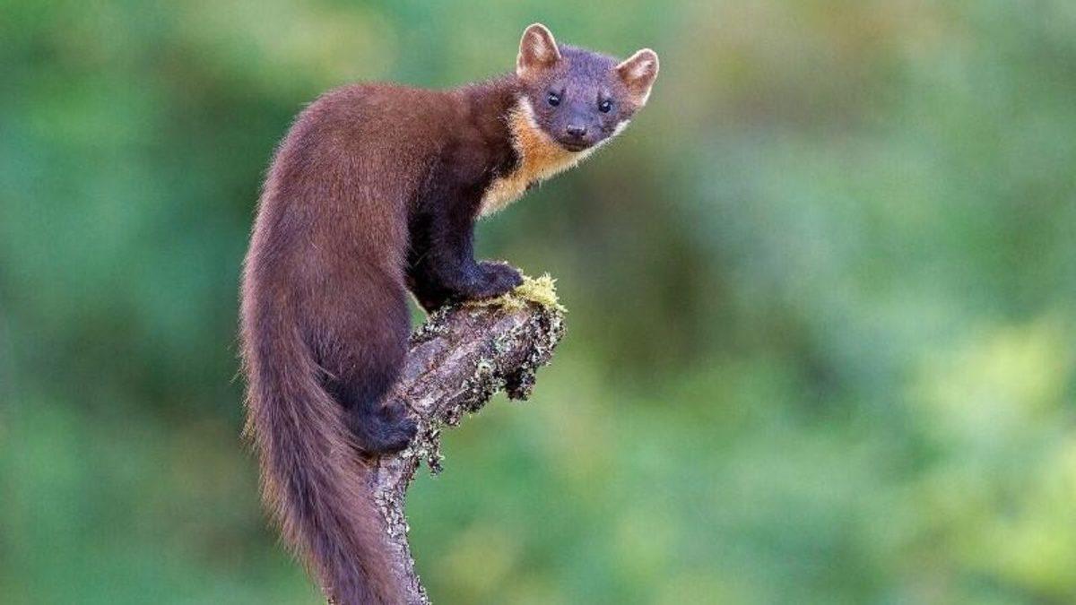 Küçük Boyuna Rağmen Oldukça Yırtıcı Olan Sansarlar Hakkında 10 İlginç Bilgi