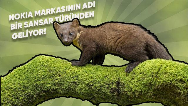 Küçük Boyuna Rağmen Oldukça Yırtıcı Olan Sansarlar Hakkında 10 İlginç Bilgi