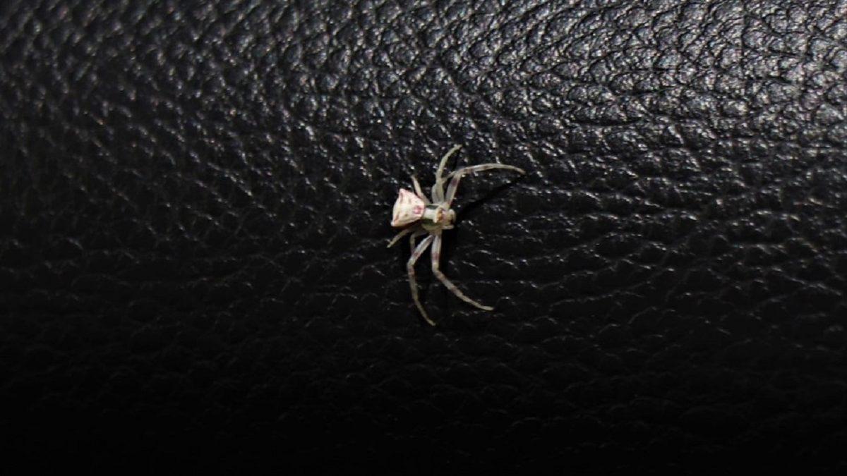 Denizli’de Arı ve Sineklerle Beslenen ’İnsan Yüzlü Örümcek’ Görüldü