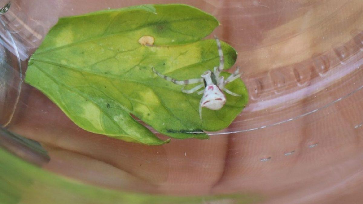 Denizli’de Arı ve Sineklerle Beslenen ’İnsan Yüzlü Örümcek’ Görüldü