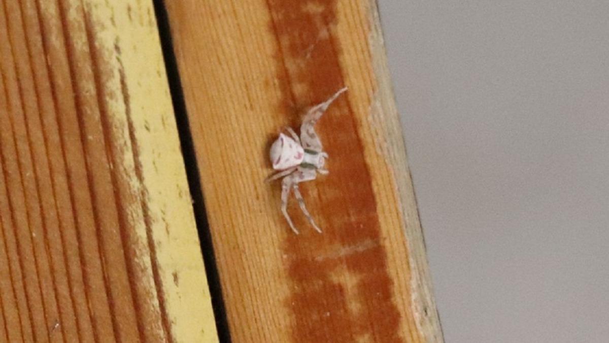 Denizli’de Arı ve Sineklerle Beslenen ’İnsan Yüzlü Örümcek’ Görüldü