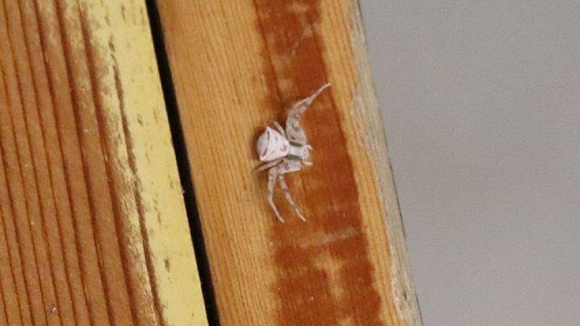 Denizli’de Arı ve Sineklerle Beslenen ’İnsan Yüzlü Örümcek’ Görüldü