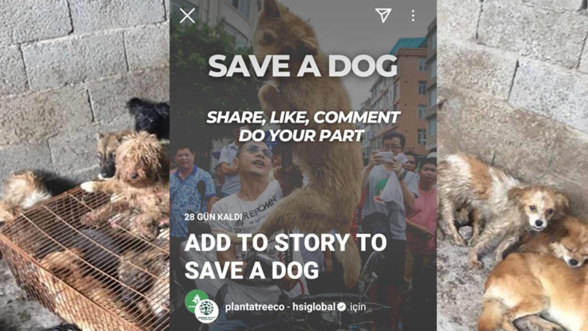 Story’leri Siliyoruz: Çin’deki Köpek Yeme Festivaline Karşı Instagram’da Başlatılan Kampanyanın Sahte Olduğu Anlaşıldı