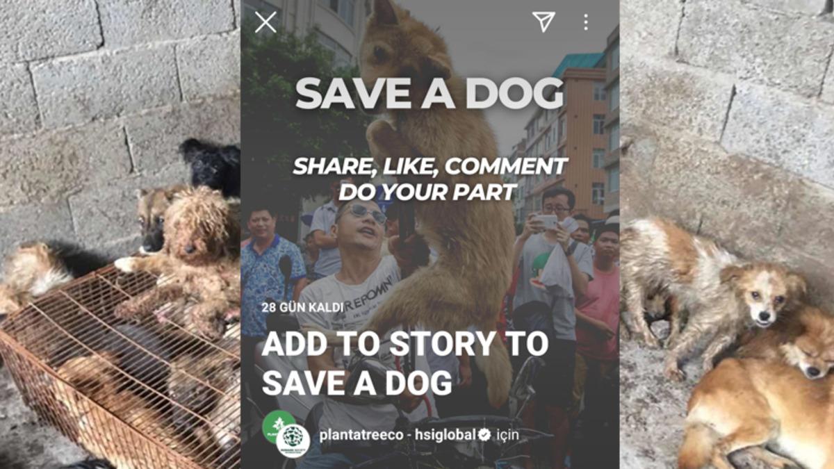 Story’leri Siliyoruz: Çin’deki Köpek Yeme Festivaline Karşı Instagram’da Başlatılan Kampanyanın Sahte Olduğu Anlaşıldı
