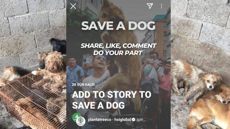 Story’leri Siliyoruz: Çin’deki Köpek Yeme Festivaline Karşı Instagram’da Başlatılan Kampanyanın Sahte Olduğu Anlaşıldı