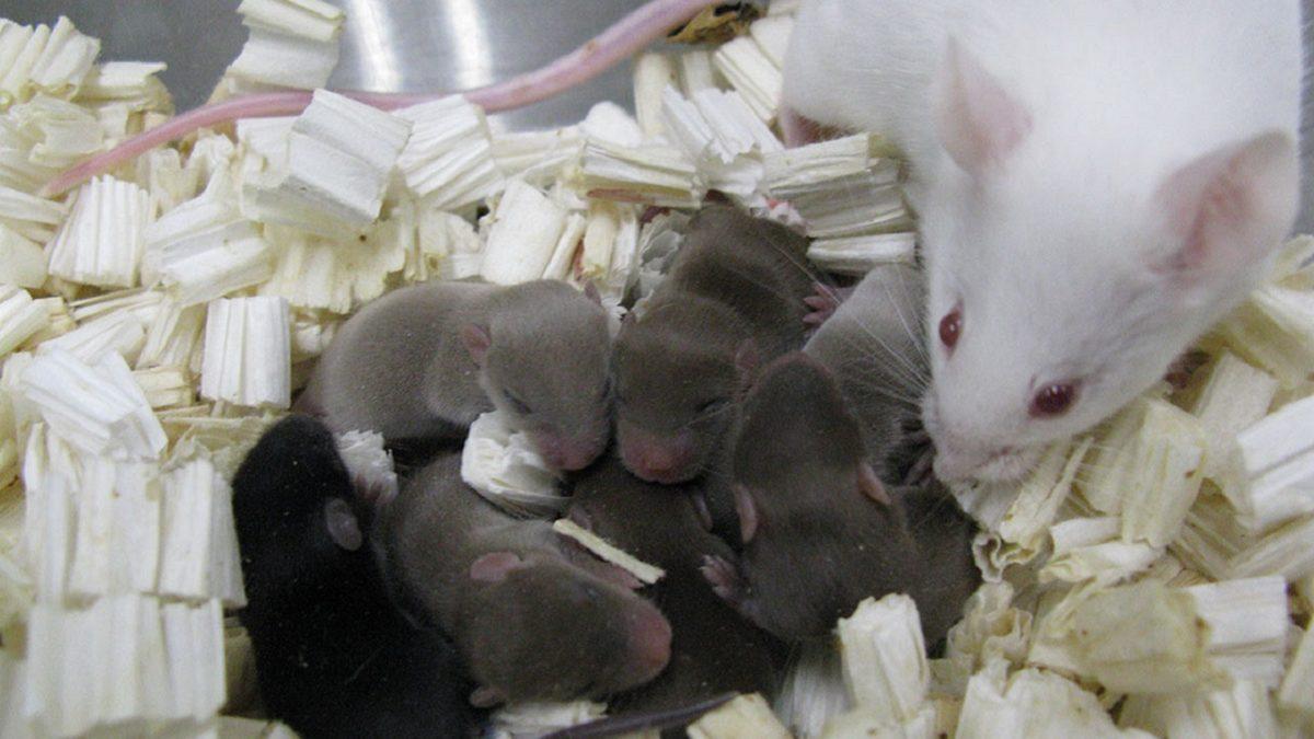 Aslen Uzaylı Fareler: 6 Yıl Uzayda Muhafaza Edilen Fare Spermiyle Bebek Fareler Dünyaya Geldi