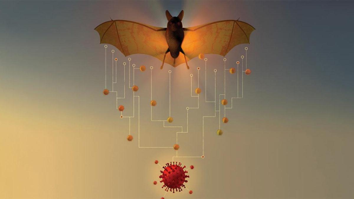 Çinli Bilim İnsanları, Yarasalarda 24 Yeni Koronavirüs Türü Keşfetti