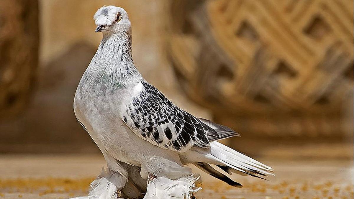 Omurgalı Hayvanlar Nelerdir, Onları Diğer Hayvanlardan Ayıran Özellikleri Ne?