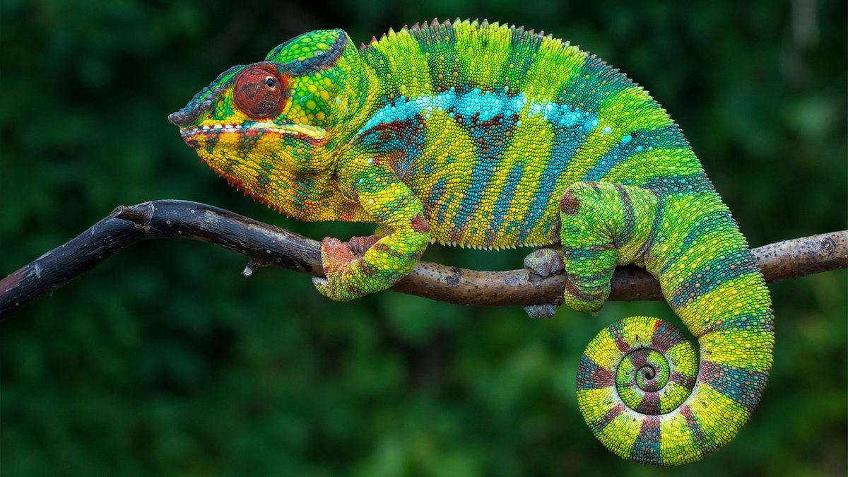 Omurgalı Hayvanlar Nelerdir, Onları Diğer Hayvanlardan Ayıran Özellikleri Ne?