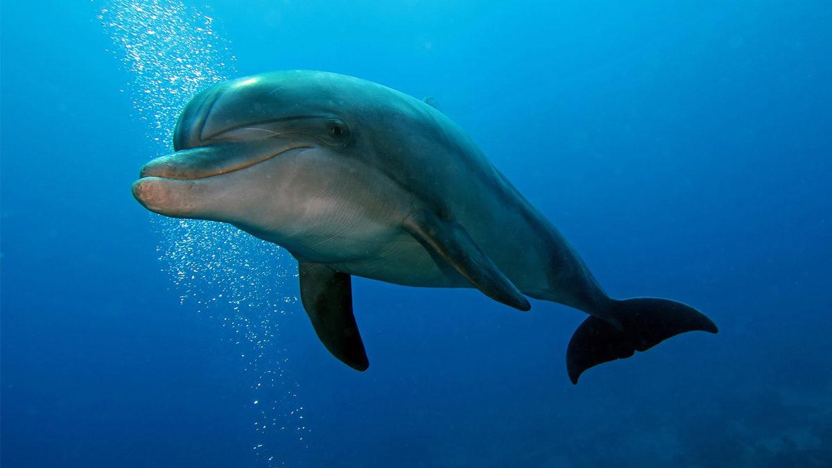 Omurgalı Hayvanlar Nelerdir, Onları Diğer Hayvanlardan Ayıran Özellikleri Ne?