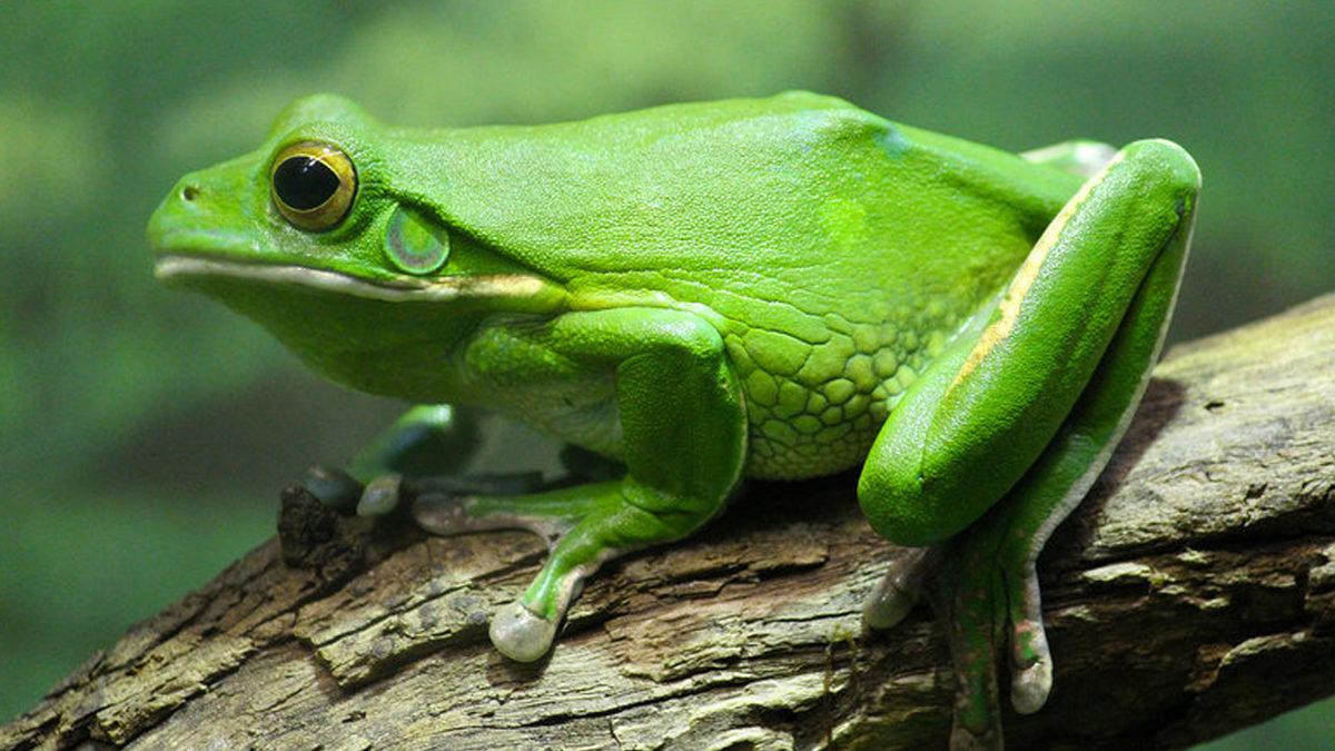 Omurgalı Hayvanlar Nelerdir, Onları Diğer Hayvanlardan Ayıran Özellikleri Ne?