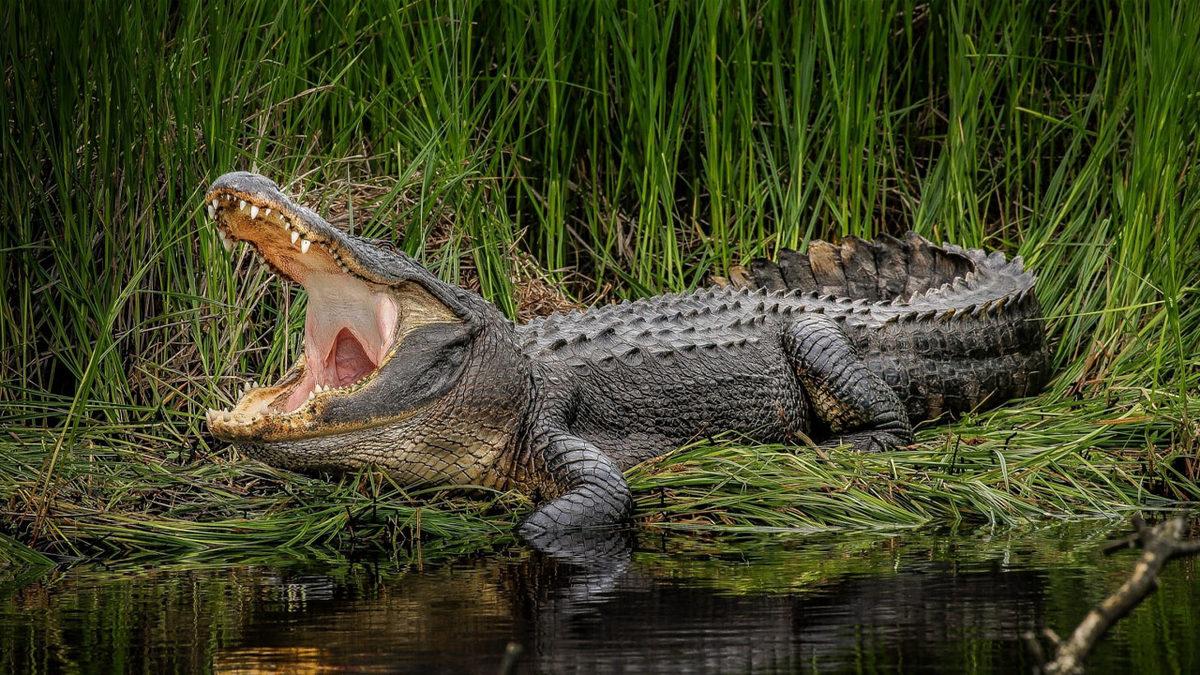 Omurgalı Hayvanlar Nelerdir, Onları Diğer Hayvanlardan Ayıran Özellikleri Ne?