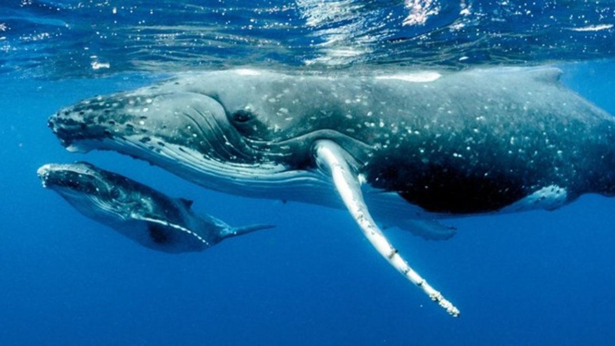 Çizgi Film Değil, Gerçek: Balina Tarafından Yutulan Dalgıç Hayatta Kalmayı Başardı