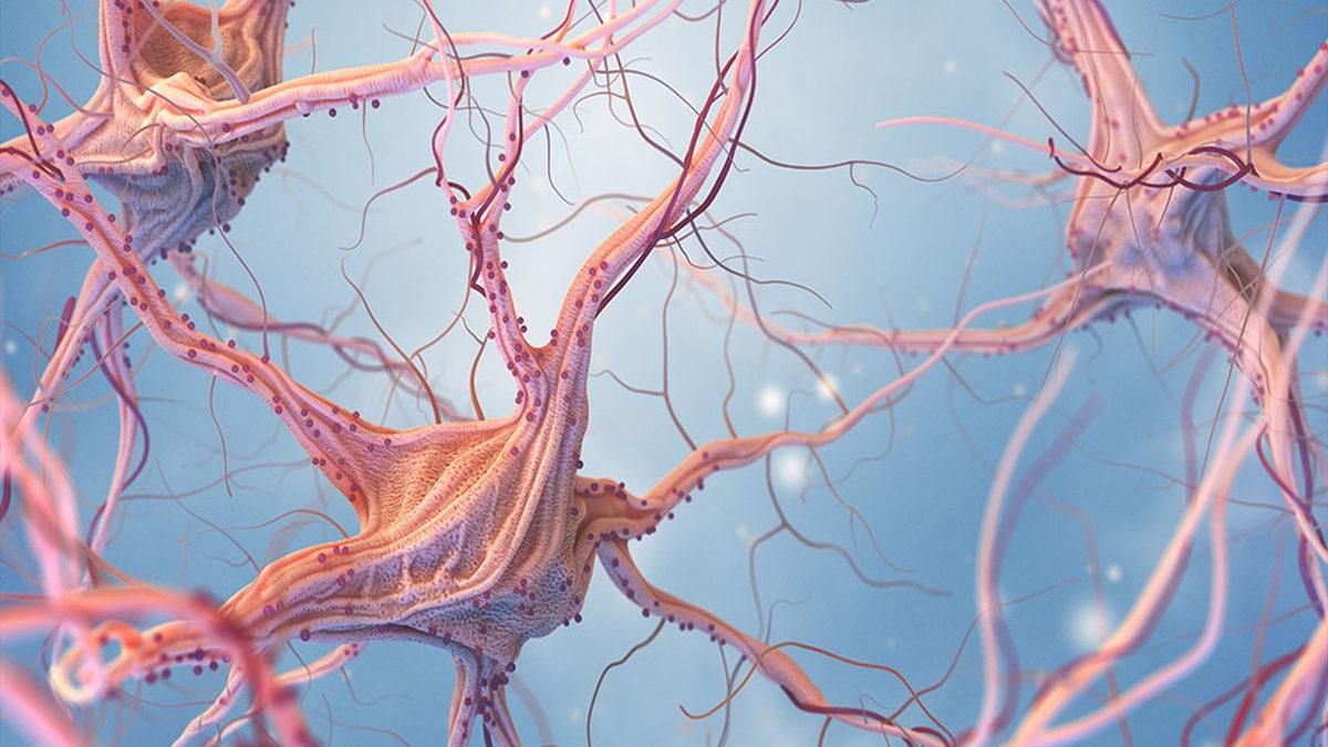 Omurgalı Hayvanlar Nelerdir, Onları Diğer Hayvanlardan Ayıran Özellikleri Ne?