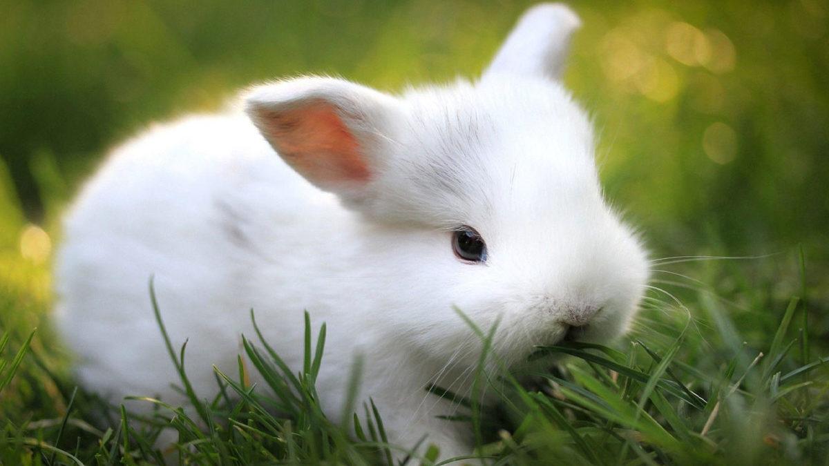 Omurgalı Hayvanlar Nelerdir, Onları Diğer Hayvanlardan Ayıran Özellikleri Ne?