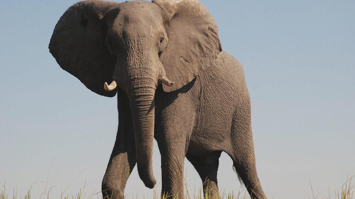 Omurgalı Hayvanlar Nelerdir, Onları Diğer Hayvanlardan Ayıran Özellikleri Ne?