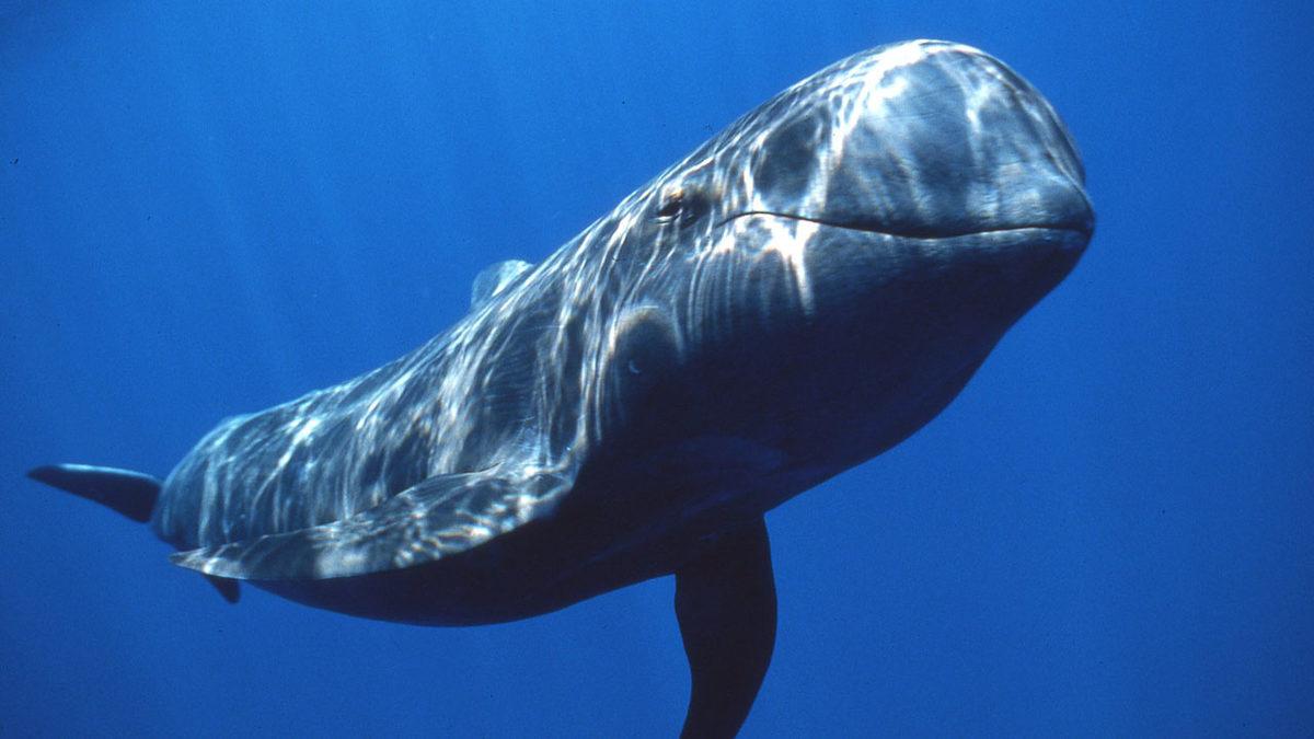 Omurgalı Hayvanlar Nelerdir, Onları Diğer Hayvanlardan Ayıran Özellikleri Ne?