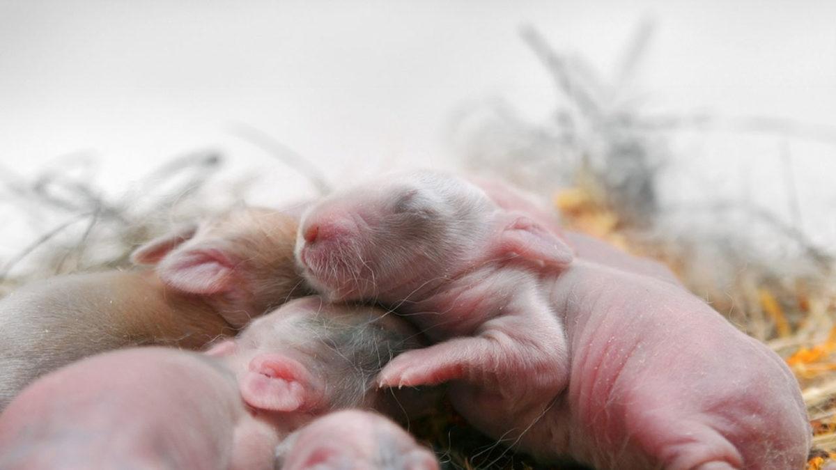 Omurgalı Hayvanlar Nelerdir, Onları Diğer Hayvanlardan Ayıran Özellikleri Ne?