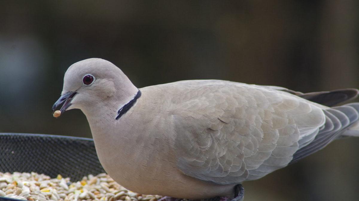 Omurgalı Hayvanlar Nelerdir, Onları Diğer Hayvanlardan Ayıran Özellikleri Ne?