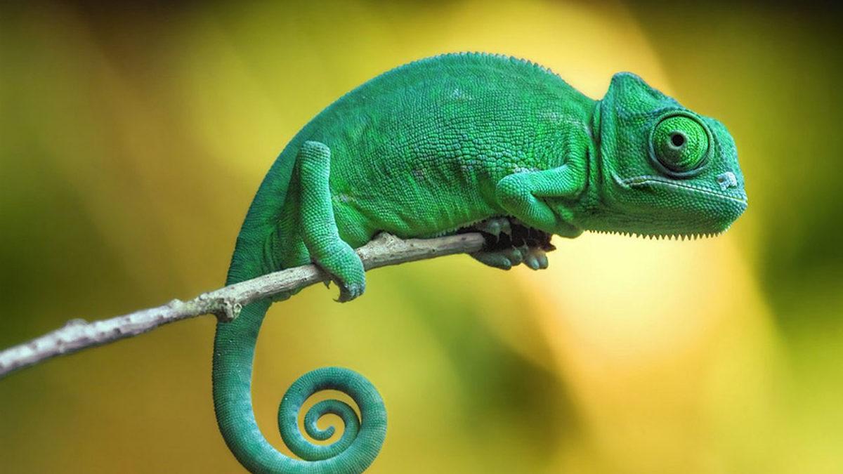 Omurgalı Hayvanlar Nelerdir, Onları Diğer Hayvanlardan Ayıran Özellikleri Ne?