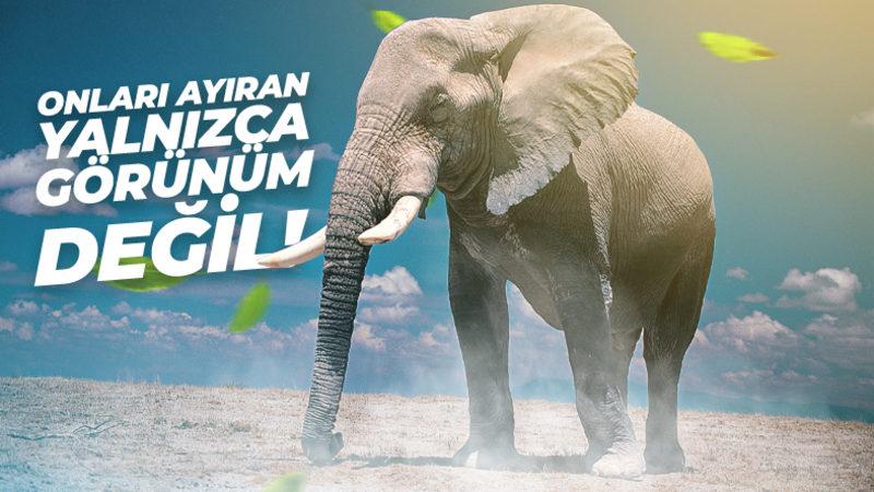 Omurgalı Hayvanlar Nelerdir, Onları Diğer Hayvanlardan Ayıran Özellikleri Ne?