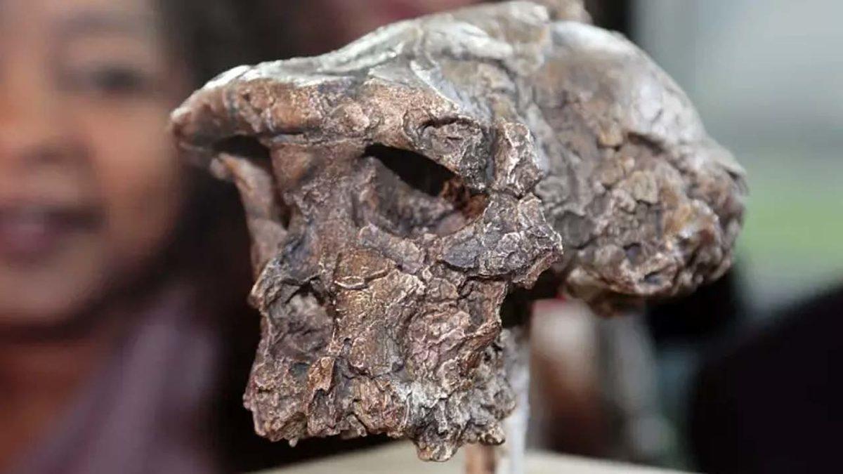 Atalarımızın 7 Milyon Yıl Önce Dahi İki Ayak Üzerinde Yürüyebildikleri Keşfedildi