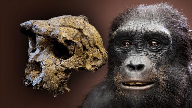 Atalarımızın 7 Milyon Yıl Önce Dahi İki Ayak Üzerinde Yürüyebildikleri Keşfedildi