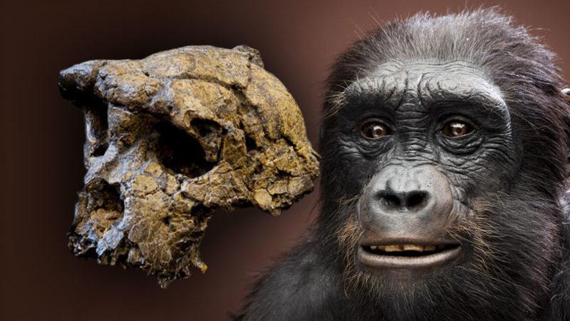 Atalarımızın 7 Milyon Yıl Önce Dahi İki Ayak Üzerinde Yürüyebildikleri Keşfedildi