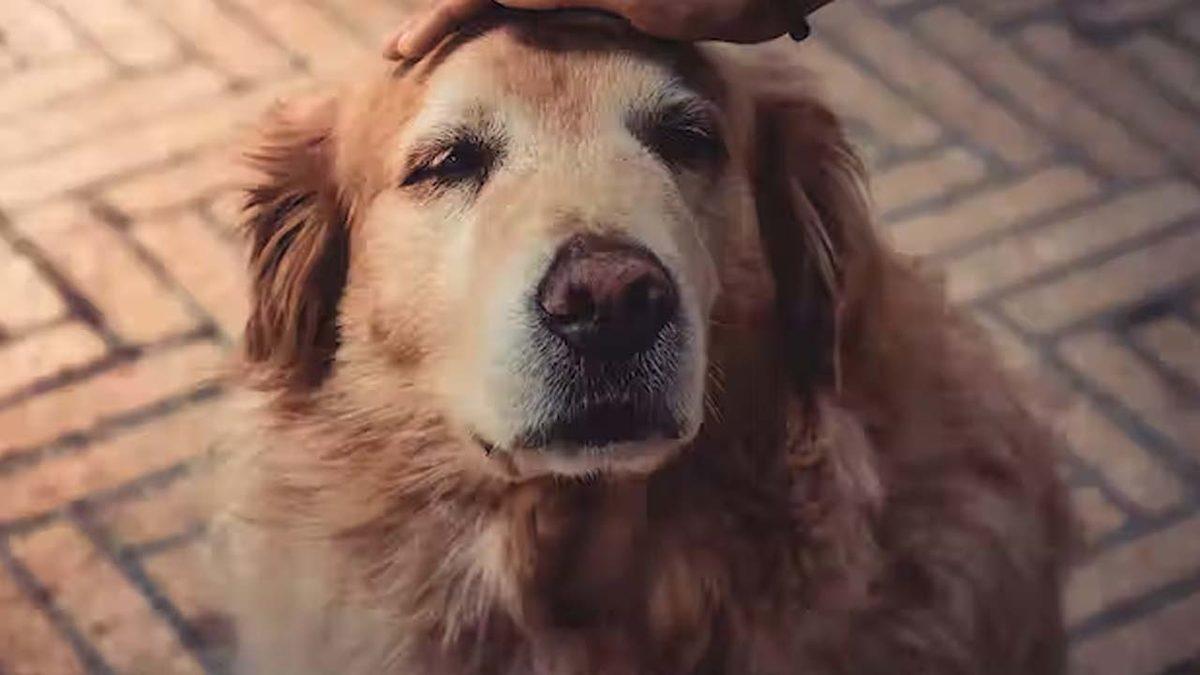 Köpeklerin de İnsanlar Gibi Bunama Hastalığına Yakalandığı Ortaya Çıktı: Çözümüyse Fazlasıyla Basit Olabilir