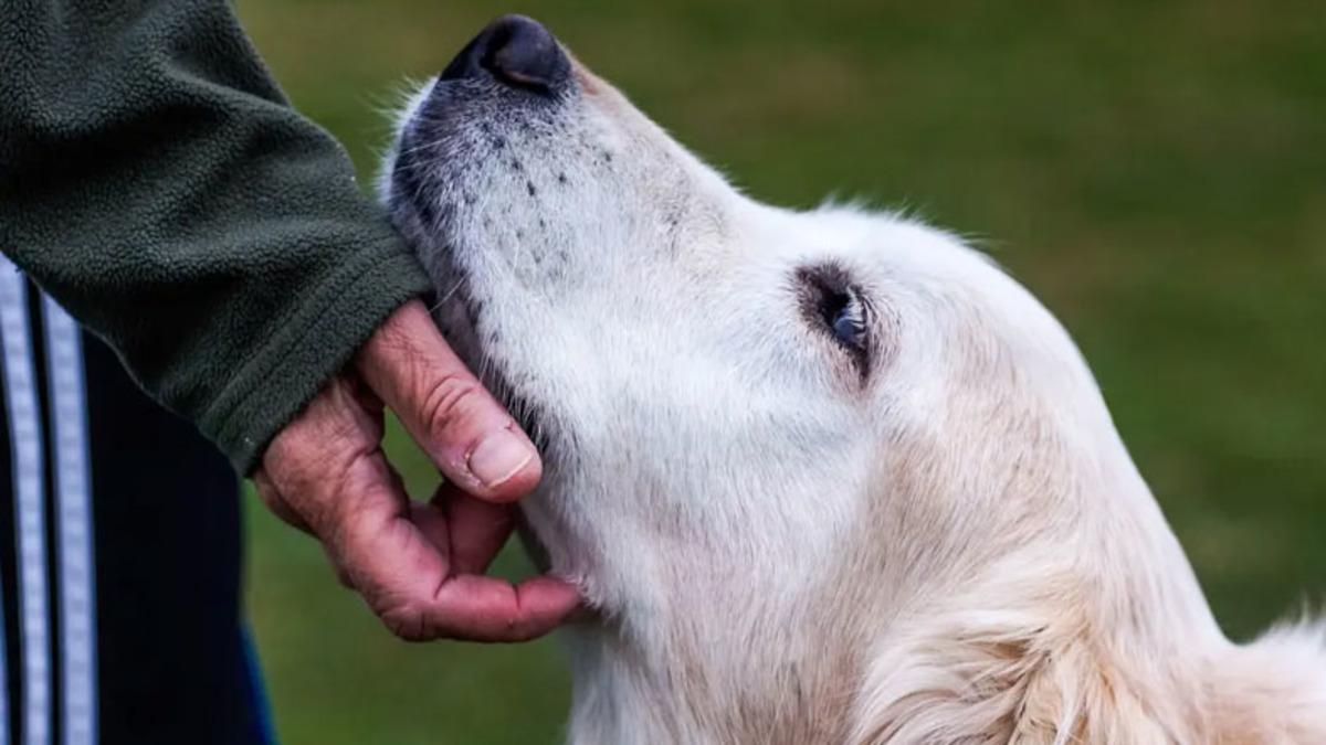 Köpeklerin de İnsanlar Gibi Bunama Hastalığına Yakalandığı Ortaya Çıktı: Çözümüyse Fazlasıyla Basit Olabilir
