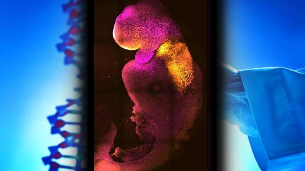 Tarihte İlk Kez Sperm ve Yumurta Olmadan Oluşturulan Embriyolarda Kalp ve Beyin Gelişimi Görüldü: Laboratuvarda Canlı Üretmek Gerçek mi Oluyor?