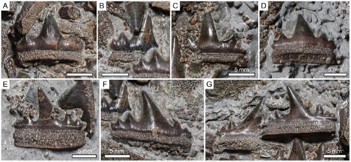 150 Milyon Yıl Önce Yaşamış Yeni Bir Köpek Balığı Türü Keşfedildi