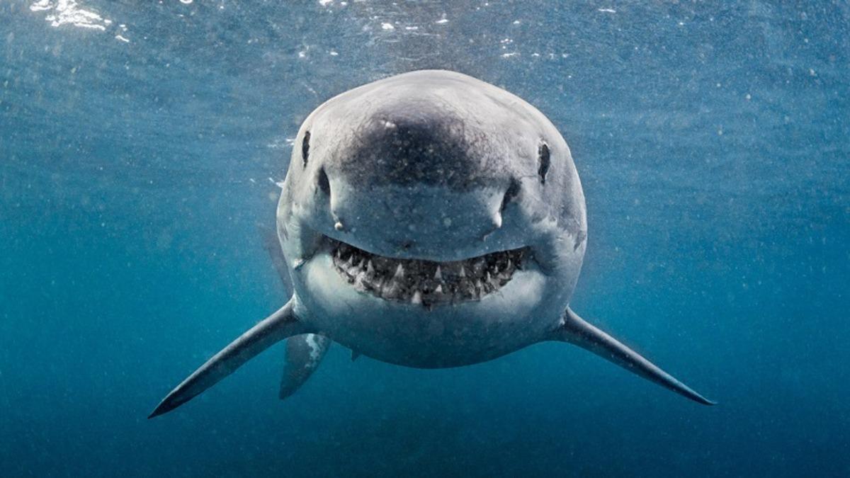 150 Milyon Yıl Önce Yaşamış Yeni Bir Köpek Balığı Türü Keşfedildi