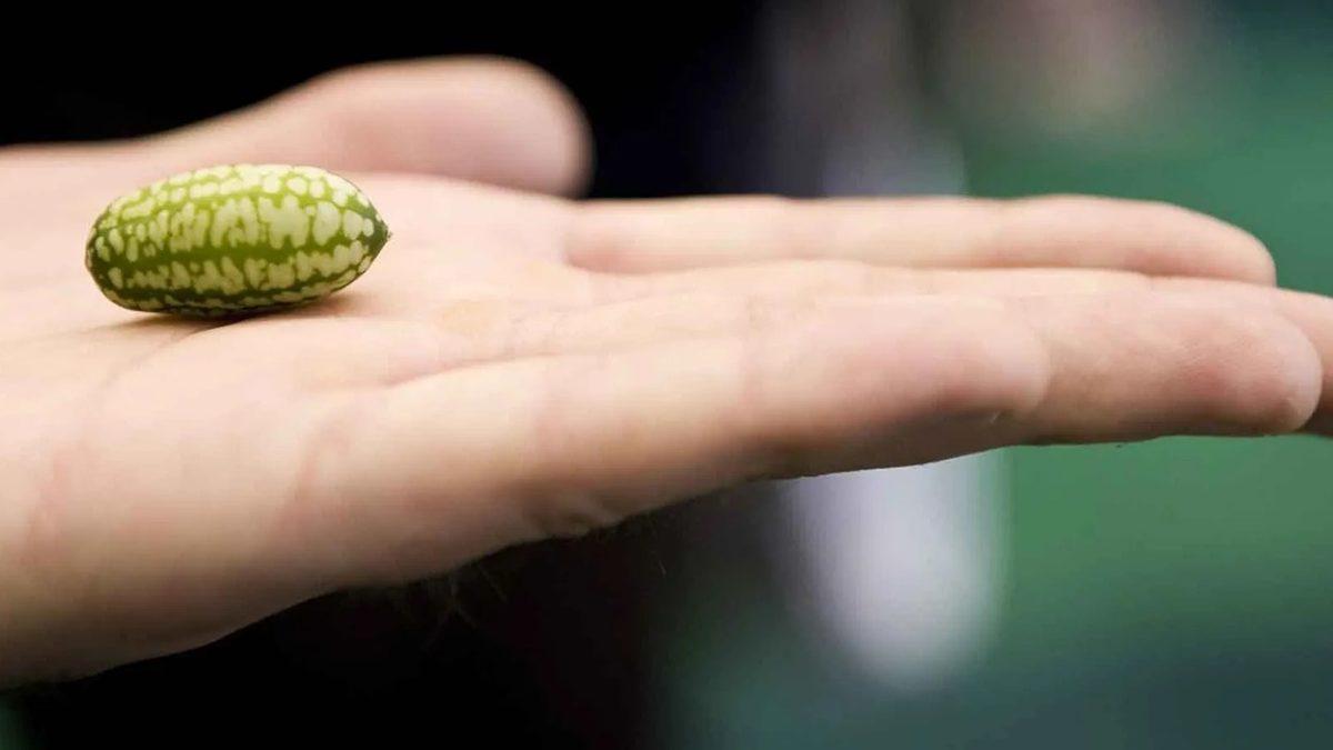 Şişmanlayınca Vücudun Tamamı İrileşmesine Rağmen Penis Neden Tam Aksine Daha da Küçülür?