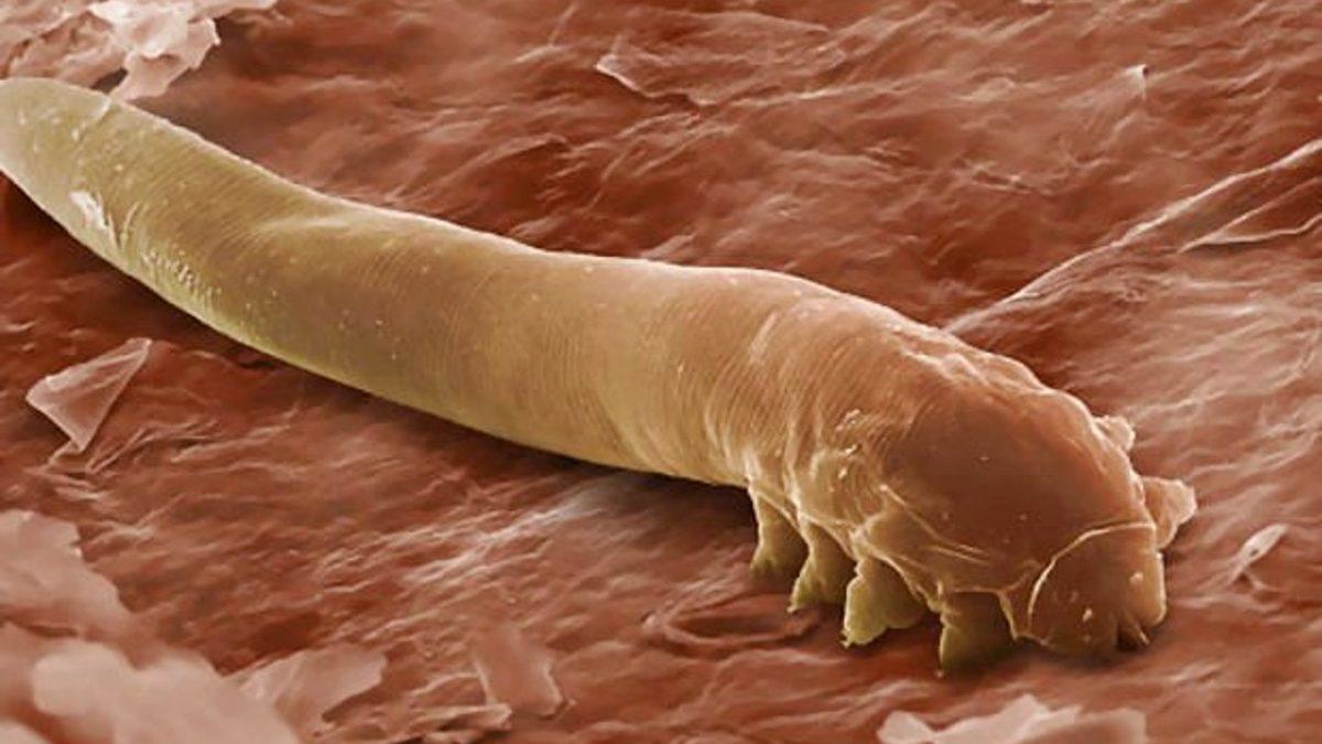 Bir Zamanlar Öğünlerini Dinozor Avlayarak Karşılayan 9 Tehlikeli Hayvan