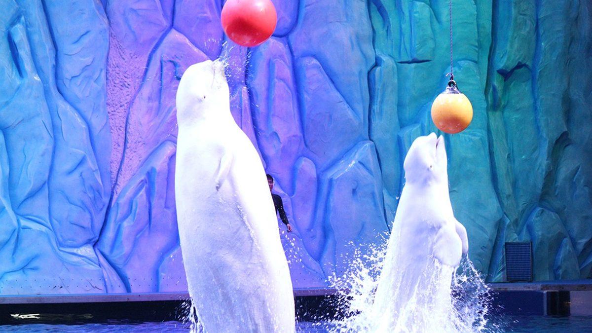 Yunusları Görmek İçin Aquapark’lara Gidenleri Şoka Uğratacak Gerçekler