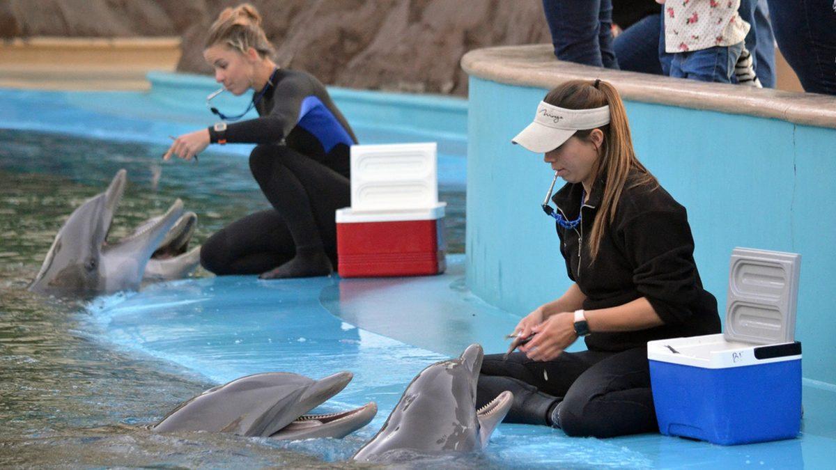 Yunusları Görmek İçin Aquapark’lara Gidenleri Şoka Uğratacak Gerçekler